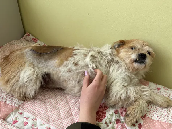 Pies do adopcji, Bełchatów, 5 marca 2026 (4/5)