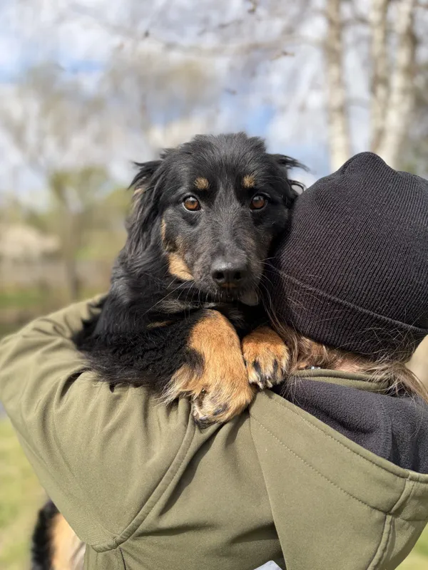 Pies do adopcji, Bełchatów, 20 marca 2026 (1/5)