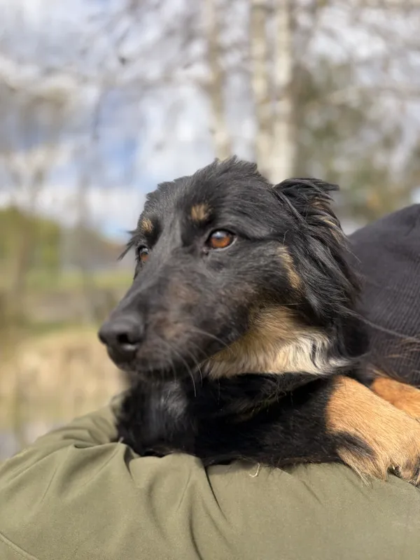 Pies do adopcji, Bełchatów, 20 marca 2026 (2/5)