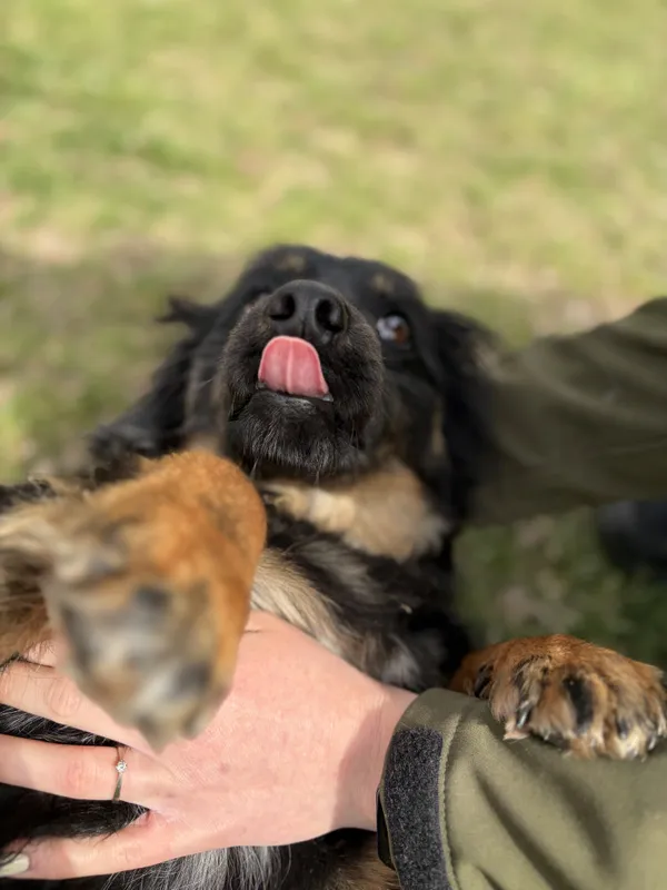 Pies do adopcji, Bełchatów, 20 marca 2026 (3/5)