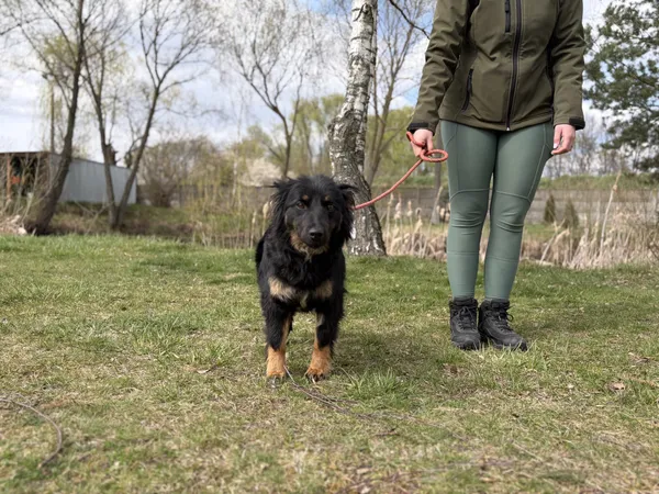 Pies do adopcji, Bełchatów, 20 marca 2026 (5/5)