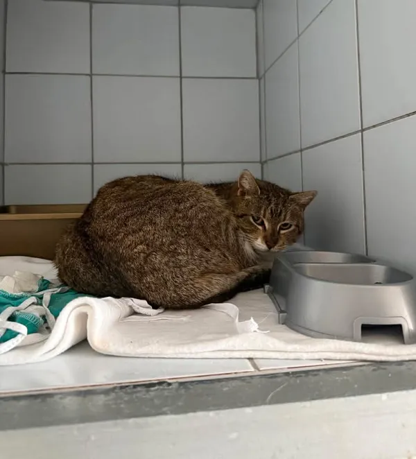 Znaleziono kota, Lublin, 5 kwietnia 2026