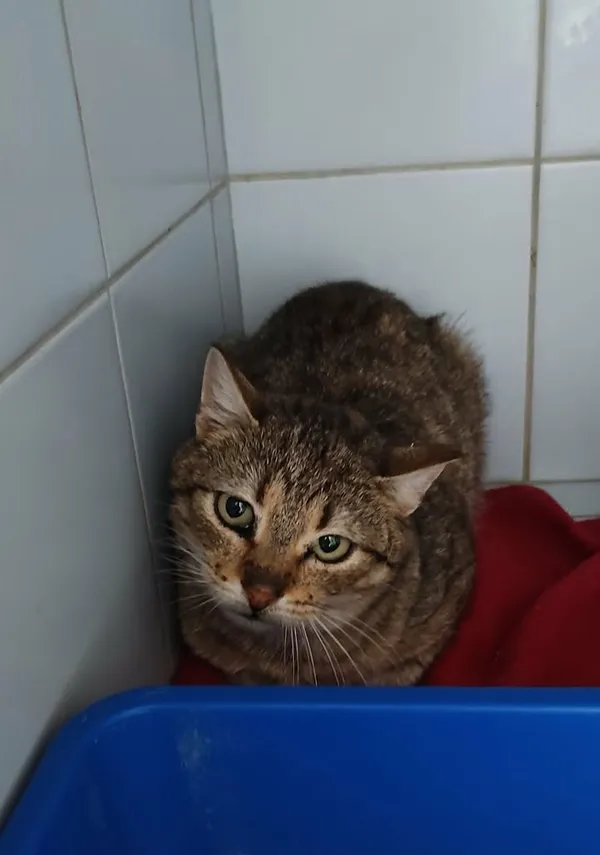 Znaleziono kota, Lublin, 5 kwietnia 2026