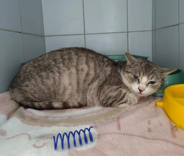 Znaleziono kota, Lublin, 5 kwietnia 2026