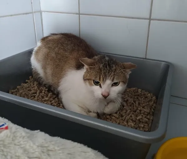 Znaleziono kota, Lublin, 5 kwietnia 2026