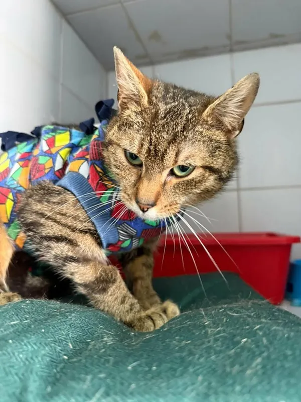 Znaleziono kota, Lublin, 5 kwietnia 2026