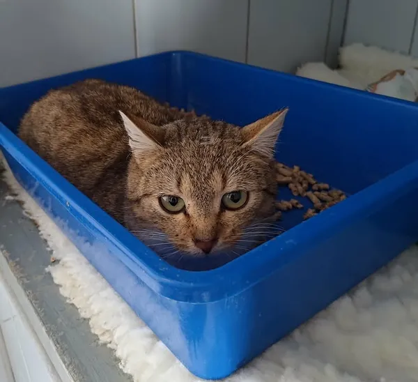 Znaleziono kota, Lublin, 6 kwietnia 2026