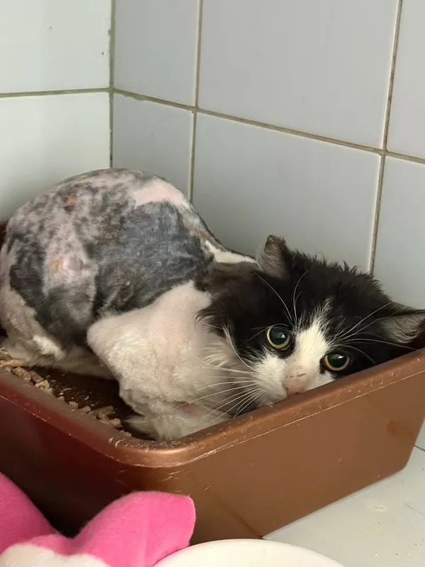 Znaleziono kota, Lublin, 6 kwietnia 2026