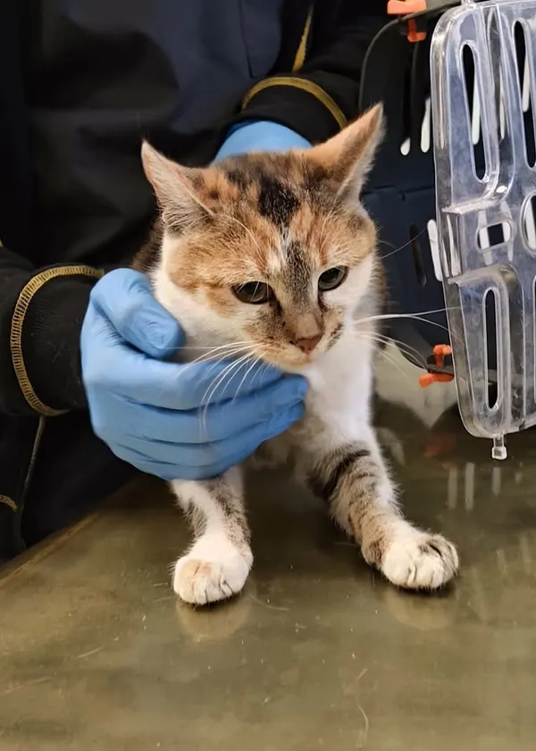 Znaleziono kota, Lublin, 8 kwietnia 2026