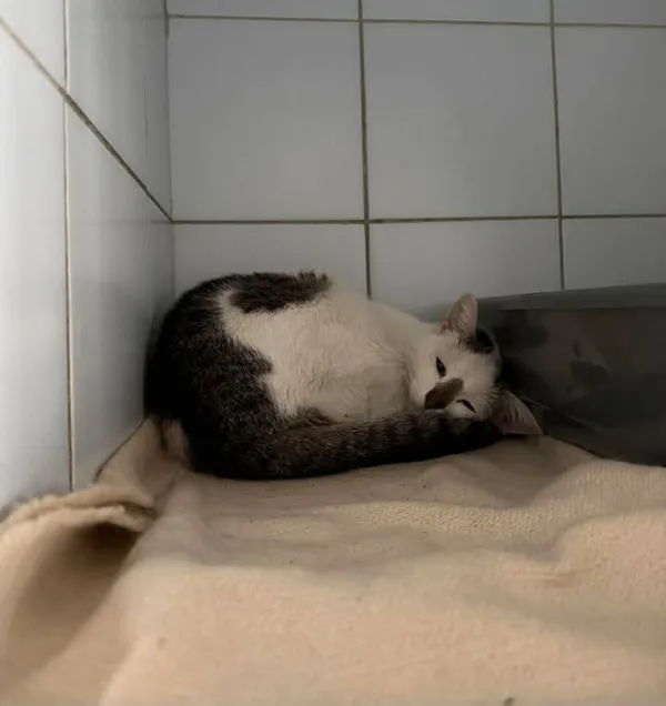 Znaleziono kota, Lublin, 8 kwietnia 2026