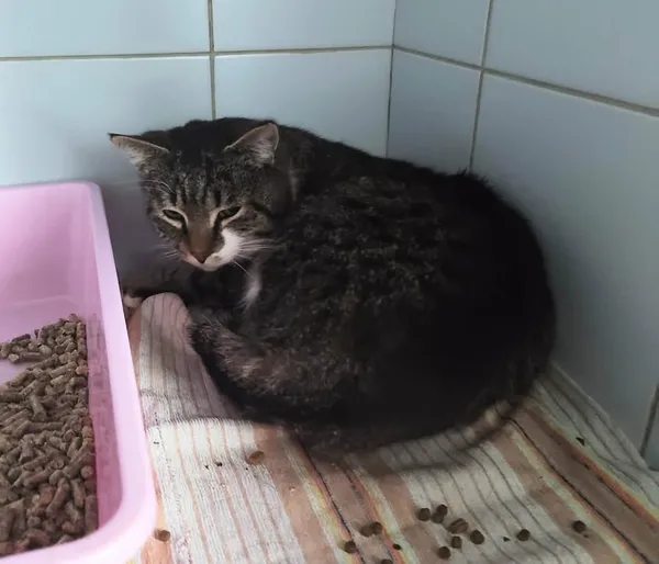 Znaleziono kota, Lublin, 9 kwietnia 2026