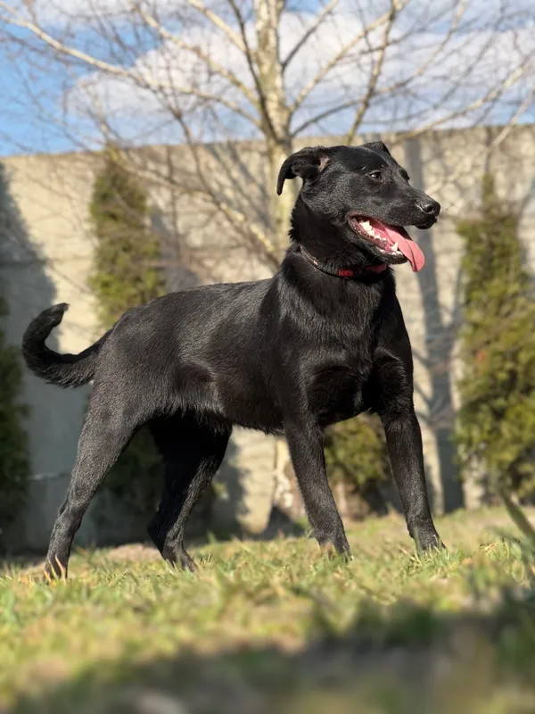 Pies do adopcji, Pieczyska, 10 kwietnia 2026 (4/5)