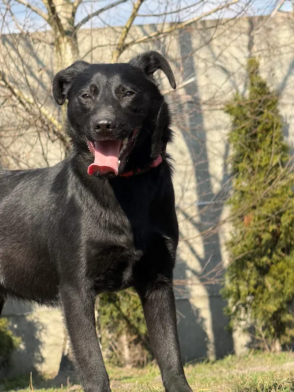 Pies do adopcji, Pieczyska, 10 kwietnia 2026 (5/5)