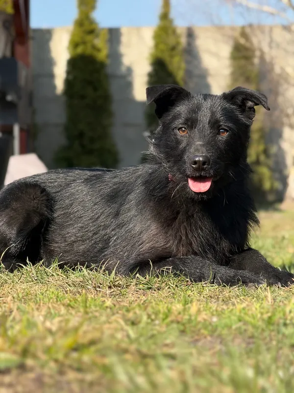 Pies do adopcji, Pieczyska, 10 kwietnia 2026 (2/5)