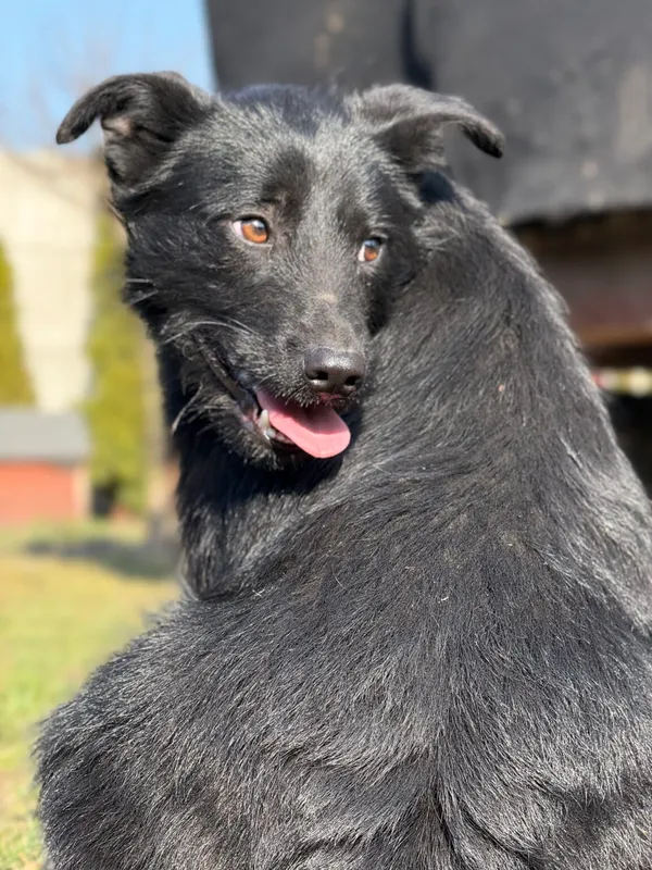 Pies do adopcji, Pieczyska, 10 kwietnia 2026 (4/5)