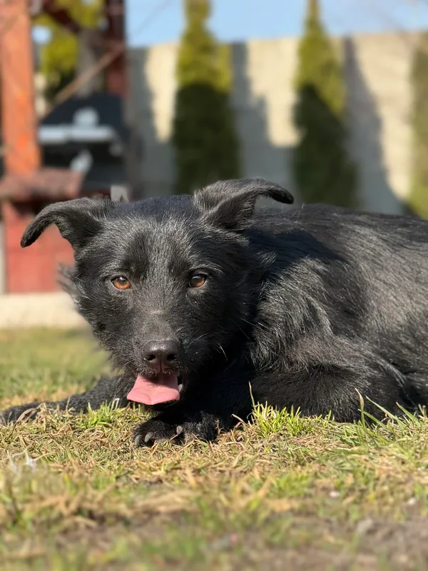 Pies do adopcji, Pieczyska, 10 kwietnia 2026 (5/5)