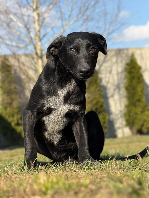 Pies do adopcji, Pieczyska, 10 kwietnia 2026 (2/4)