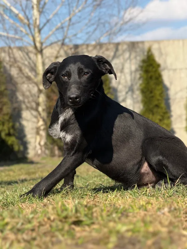 Pies do adopcji, Pieczyska, 10 kwietnia 2026 (4/4)