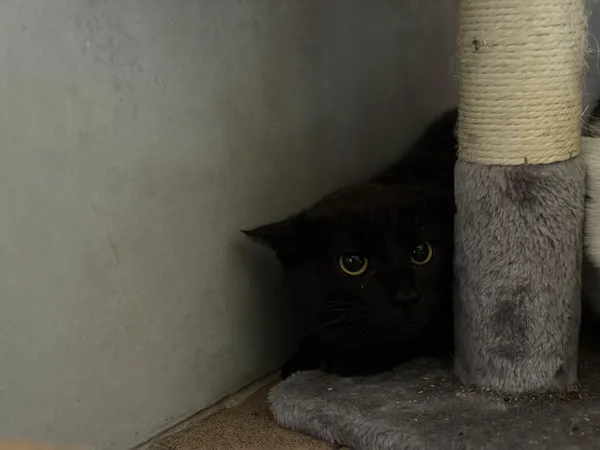 Kot do adopcji, Bełchatów, 5 września 2025 (1/3)