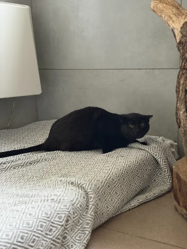 Kot do adopcji, Bełchatów, 5 września 2025 (2/3)