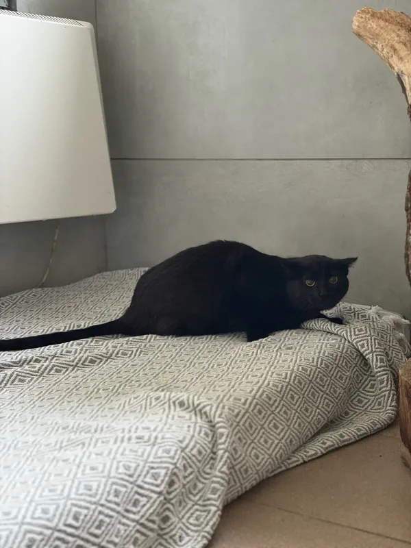 Kot do adopcji, Bełchatów, 5 września 2025 (3/3)