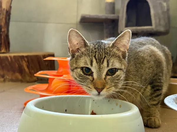 Kot do adopcji, Bełchatów, 1 września 2025 (1/5)