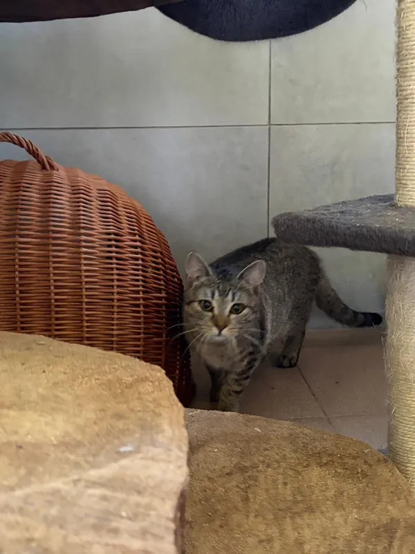 Kot do adopcji, Bełchatów, 1 września 2025 (2/5)