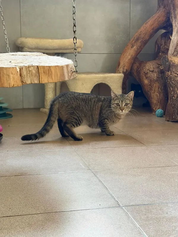 Kot do adopcji, Bełchatów, 1 września 2025 (3/5)