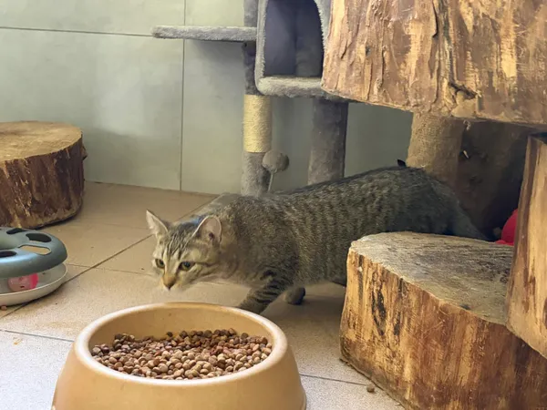 Kot do adopcji, Bełchatów, 1 września 2025 (4/5)