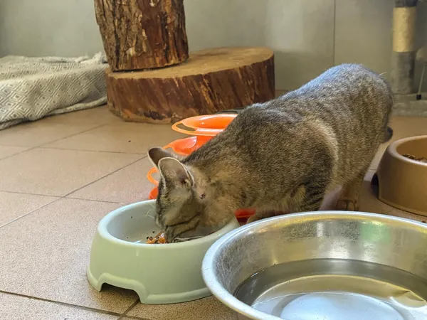 Kot do adopcji, Bełchatów, 1 września 2025 (5/5)