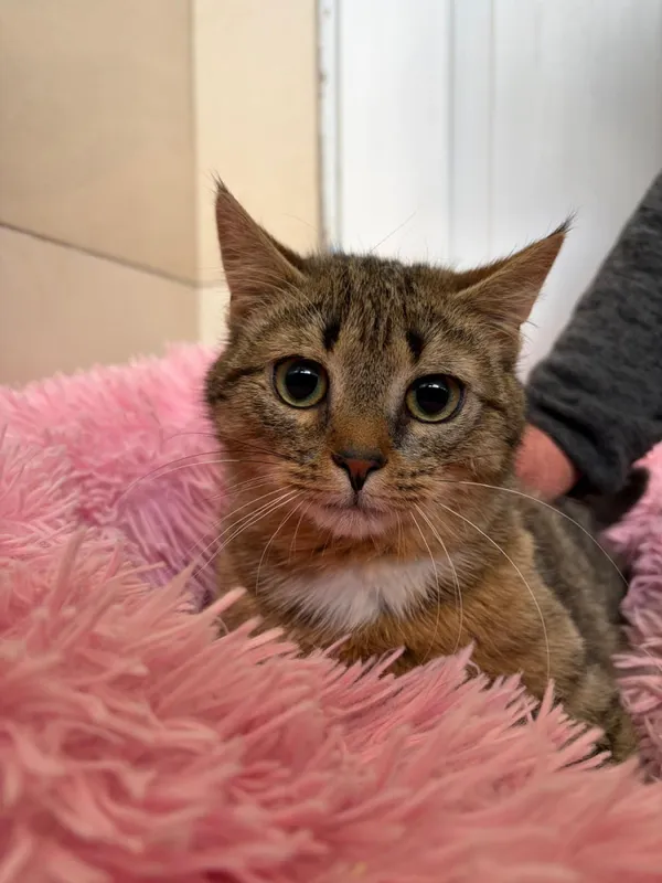 Kot do adopcji, Bełchatów, 20 listopada 2025 (1/3)