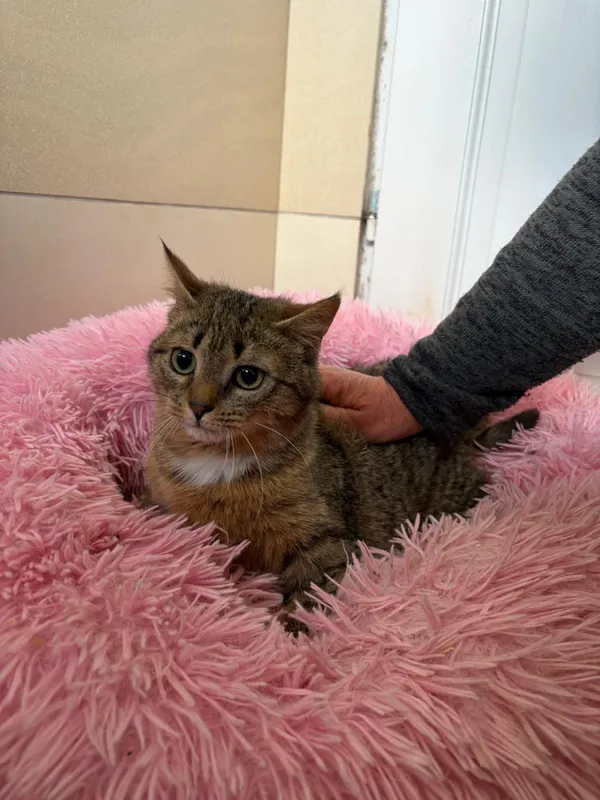 Kot do adopcji, Bełchatów, 20 listopada 2025 (2/3)