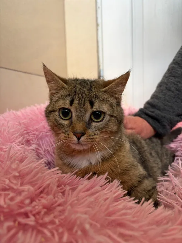 Kot do adopcji, Bełchatów, 20 listopada 2025 (3/3)