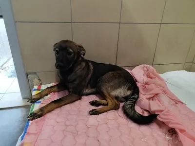 Pies do adopcji, Kraków, 26 marca 2026