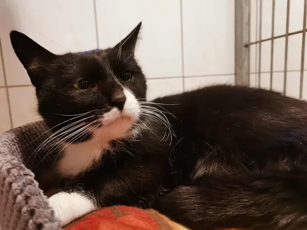 Kot do adopcji, Częstochowa, 3 listopada 2025 (1/5)