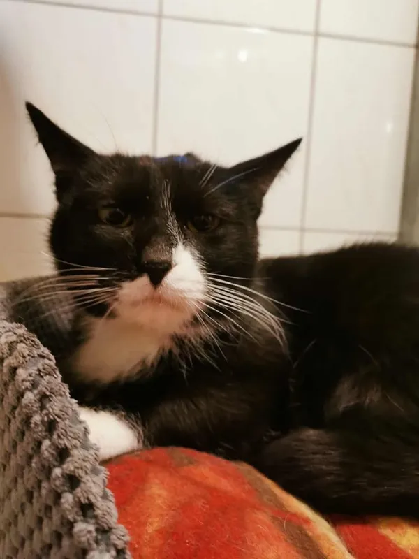 Kot do adopcji, Częstochowa, 3 listopada 2025 (2/5)