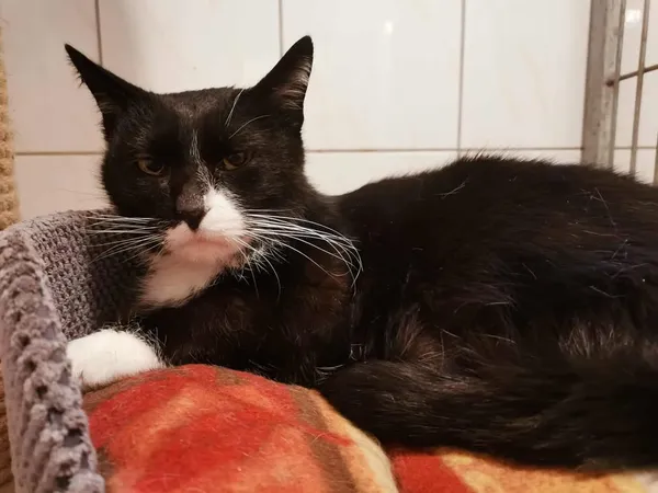 Kot do adopcji, Częstochowa, 3 listopada 2025 (3/5)