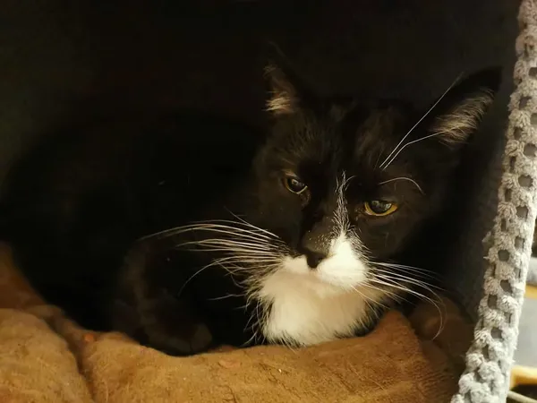 Kot do adopcji, Częstochowa, 3 listopada 2025 (4/5)