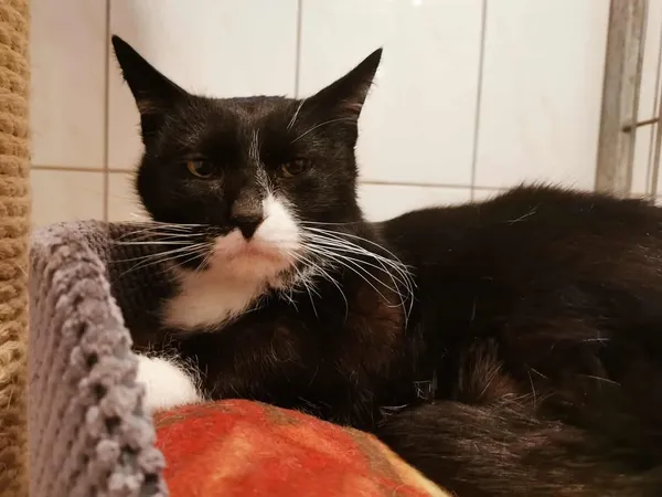 Kot do adopcji, Częstochowa, 3 listopada 2025 (5/5)