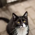 Kot do adopcji