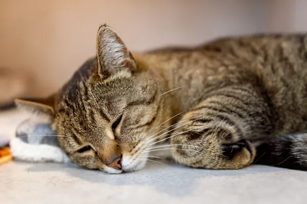 Znaleziono kota, Sosnowiec, 7 kwietnia 2026 (1/2)