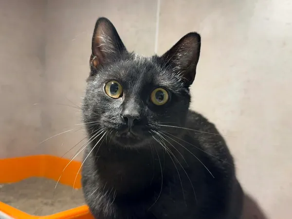 Znaleziono kota, Sosnowiec, 3 kwietnia 2026