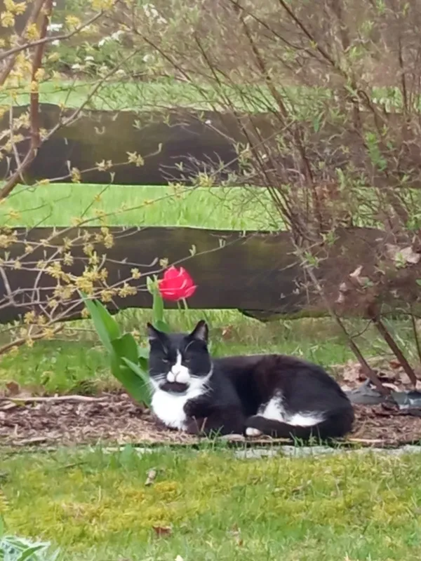 Zaginął kot, Ostrowsko, 11 kwietnia 2026