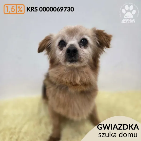 Pies do adopcji, Gdynia, 11 kwietnia 2026 (1/5)