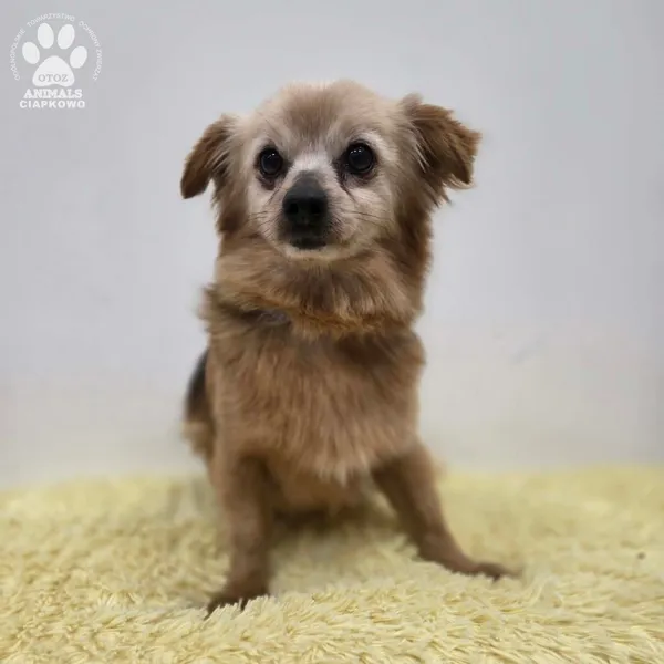 Pies do adopcji, Gdynia, 11 kwietnia 2026 (4/5)