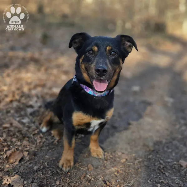 Pies do adopcji, Gdynia, 11 kwietnia 2026 (2/5)