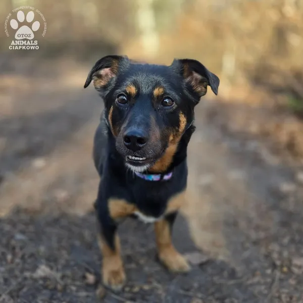 Pies do adopcji, Gdynia, 11 kwietnia 2026 (3/5)