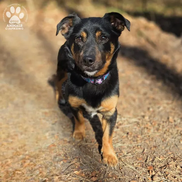 Pies do adopcji, Gdynia, 11 kwietnia 2026 (5/5)