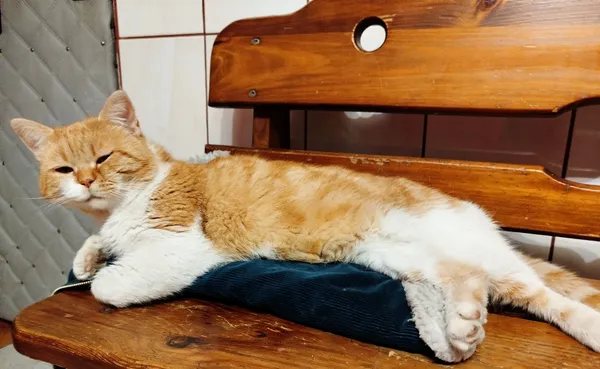 Zaginął kot, Korczowa, 11 kwietnia 2026