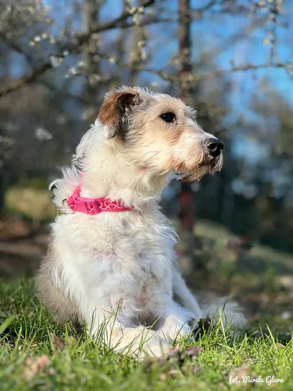 Pies do adopcji, Bydgoszcz, 10 kwietnia 2026 (1/5)